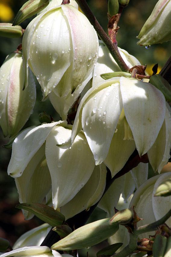 Photo of Adam's Needle (Yucca filamentosa 'Color Guard') uploaded by Joy