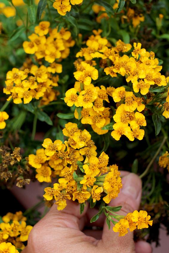 Photo of Mexican Mint Marigold (Tagetes lucida) uploaded by Joy