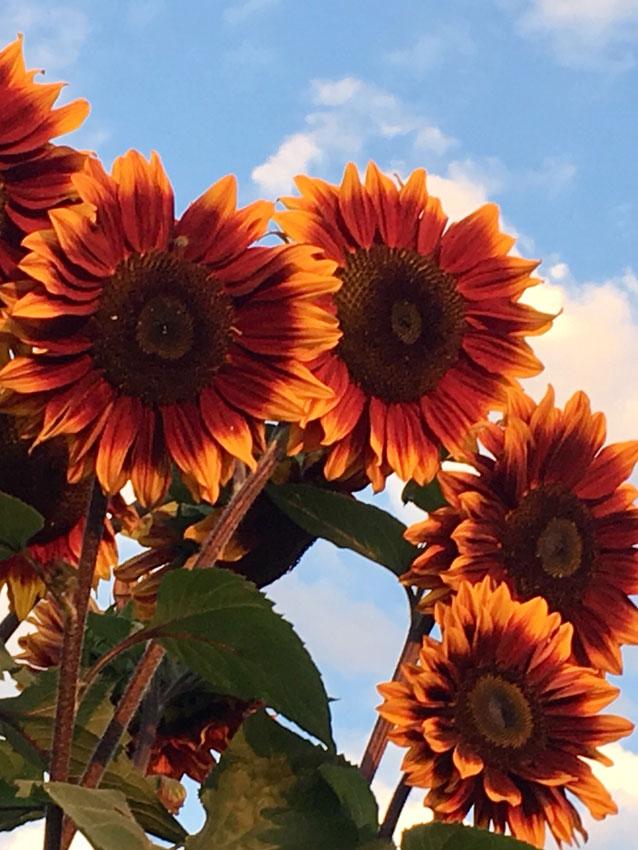 Photo of Sunflower (Helianthus annuus 'Shock-o-Lat') uploaded by Joy