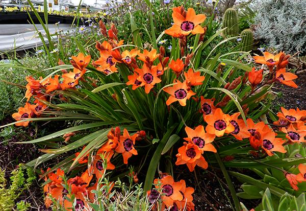 Photo of Cape Buttercup (Sparaxis elegans) uploaded by Joy
