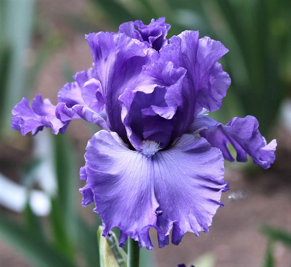 Photo of Tall Bearded Iris (Iris 'Lavender Lemonade') uploaded by MShadow