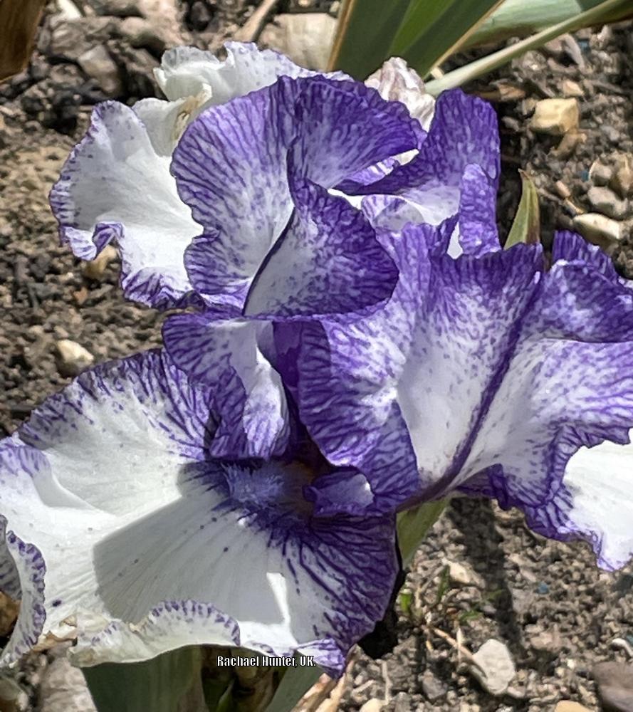 Photo of Border Bearded Iris (Iris 'Orinoco Flow') uploaded by RachaelHunter