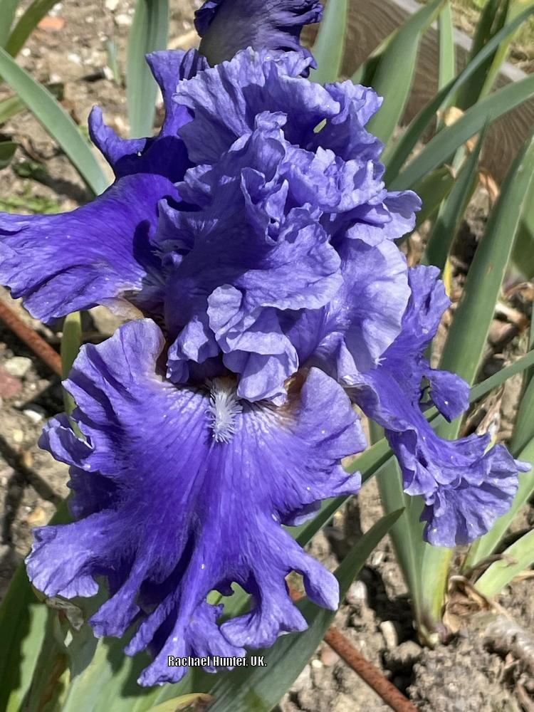 Photo of Tall Bearded Iris (Iris 'Sea Power') uploaded by RachaelHunter