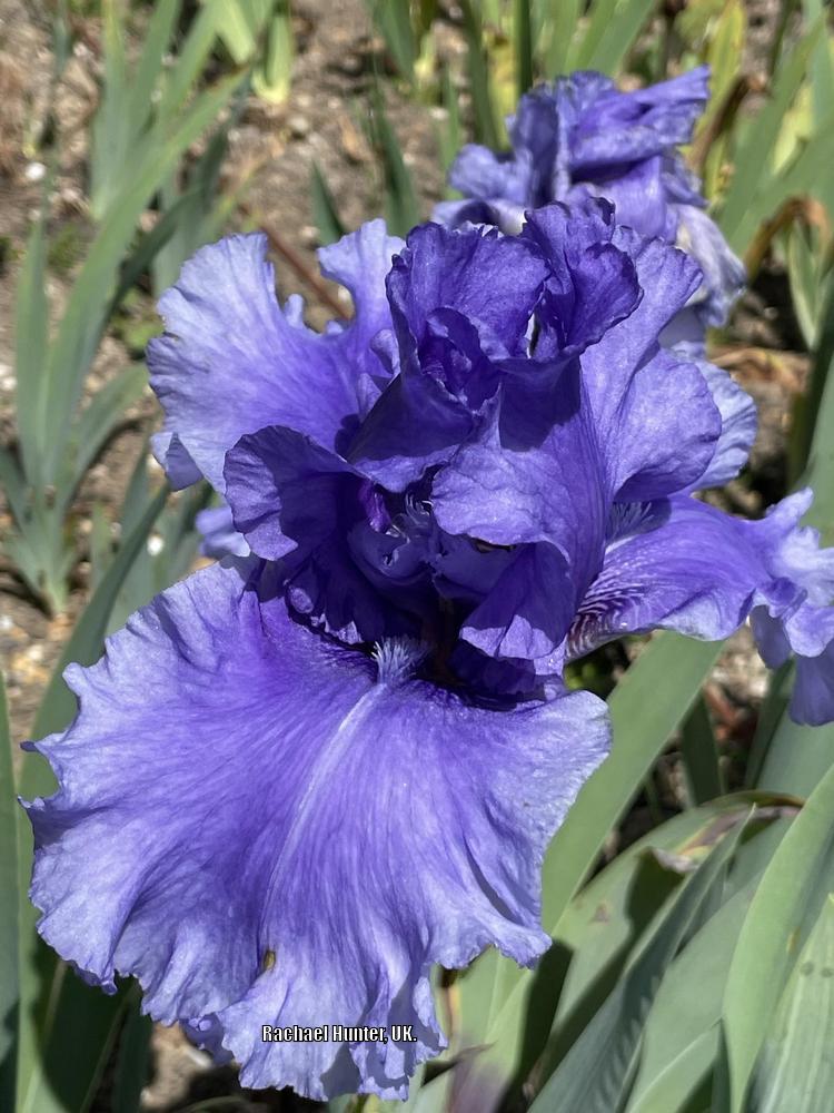 Photo of Tall Bearded Iris (Iris 'Honky Tonk Blues') uploaded by RachaelHunter