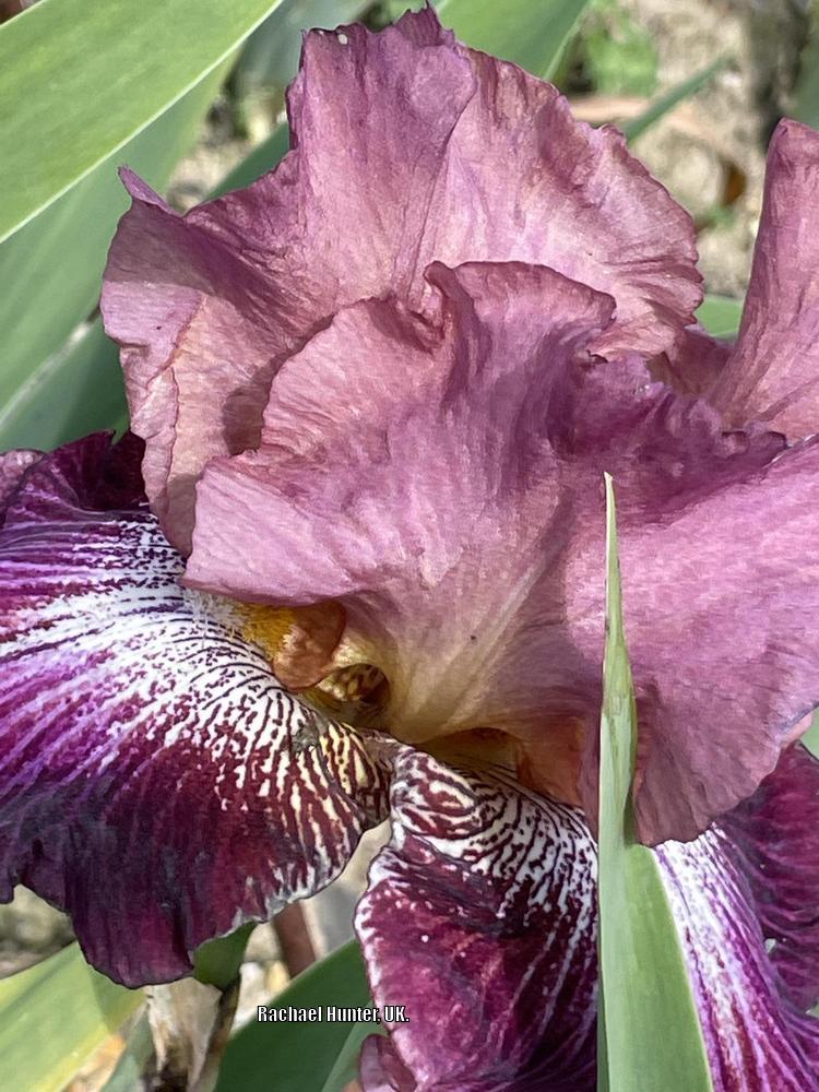 Photo of Tall Bearded Iris (Iris 'Vibrations') uploaded by RachaelHunter