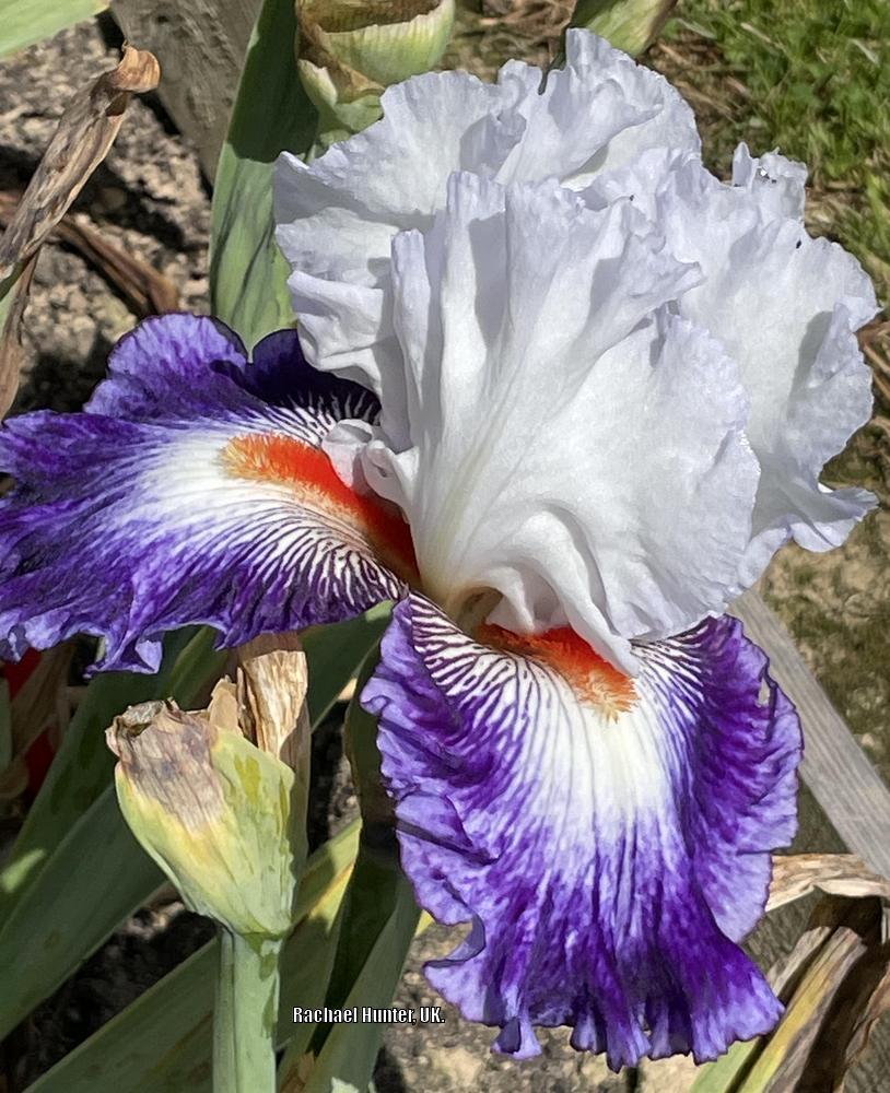 Photo of Tall Bearded Iris (Iris 'Gypsy Lord') uploaded by RachaelHunter