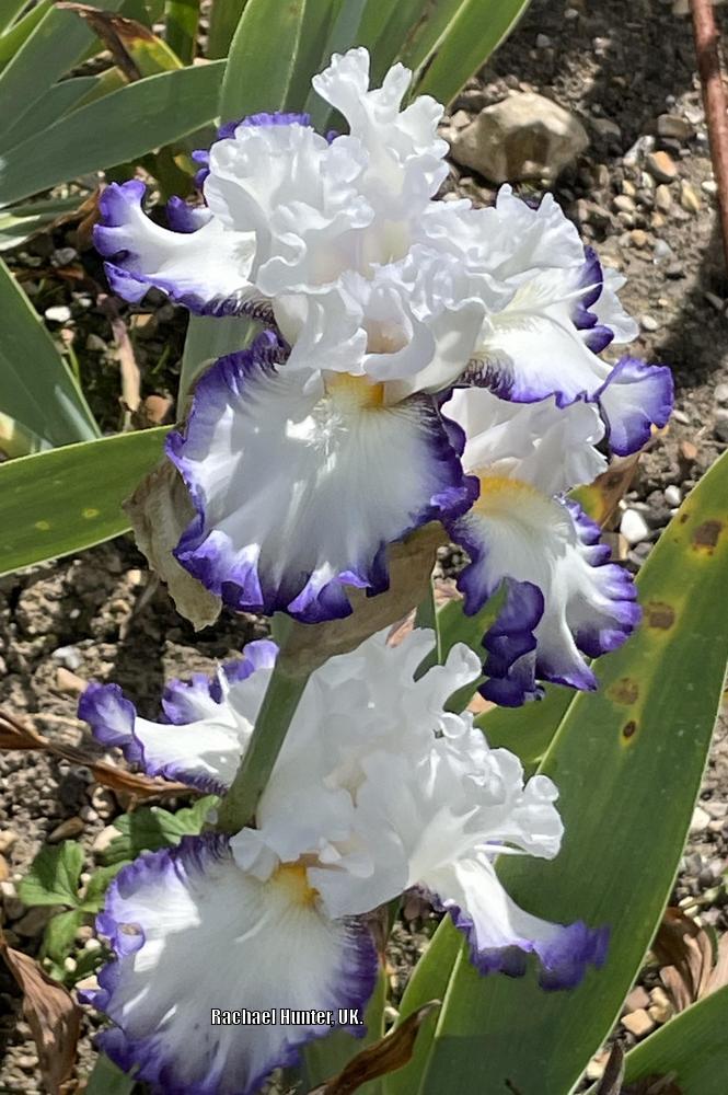 Photo of Border Bearded Iris (Iris 'Cartouche') uploaded by RachaelHunter