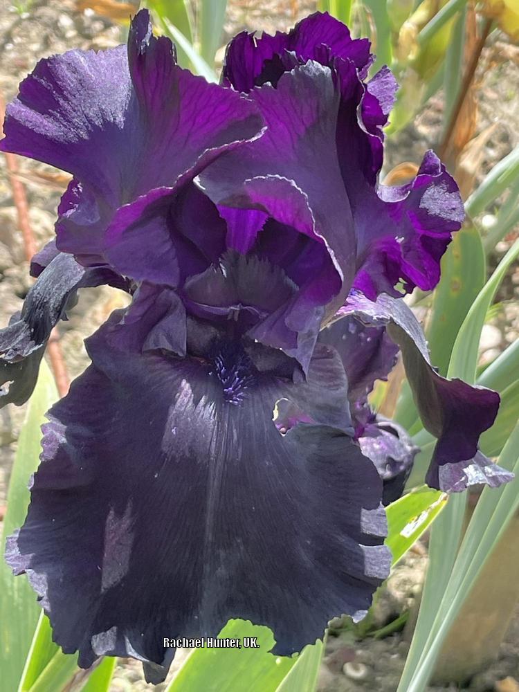 Photo of Tall Bearded Iris (Iris 'Black Tie Affair') uploaded by RachaelHunter