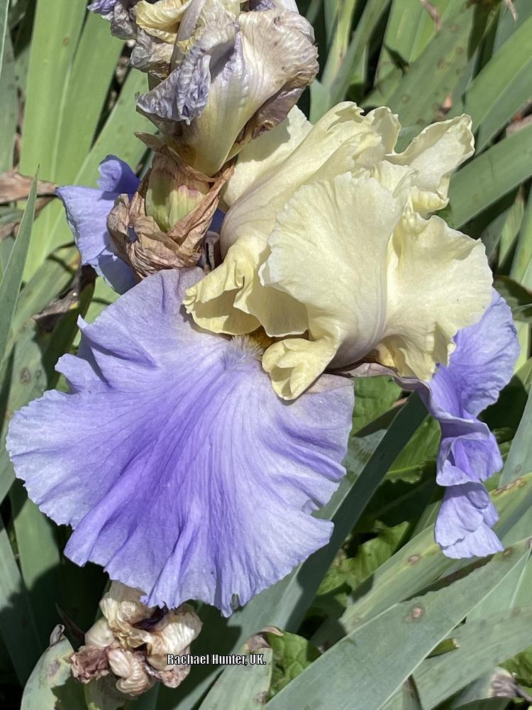 Photo of Tall Bearded Iris (Iris 'Haut les Voiles') uploaded by RachaelHunter