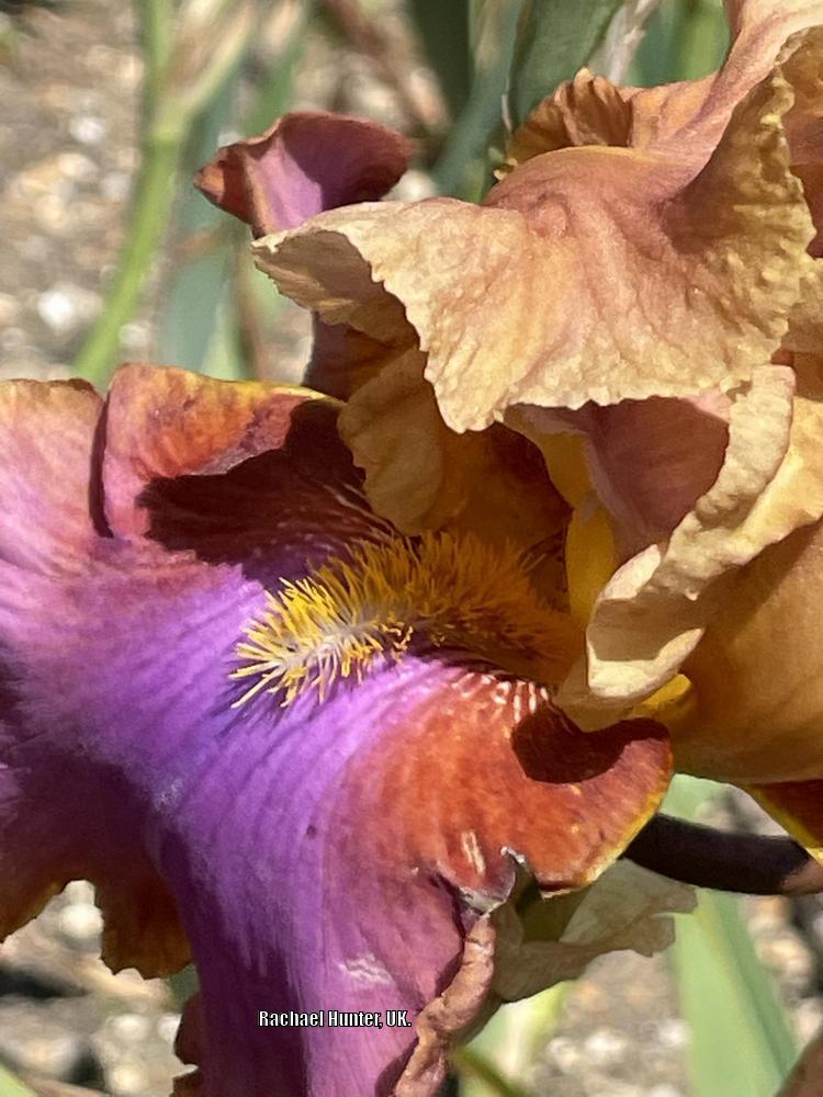 Photo of Tall Bearded Iris (Iris 'Pheasant Feathers') uploaded by RachaelHunter