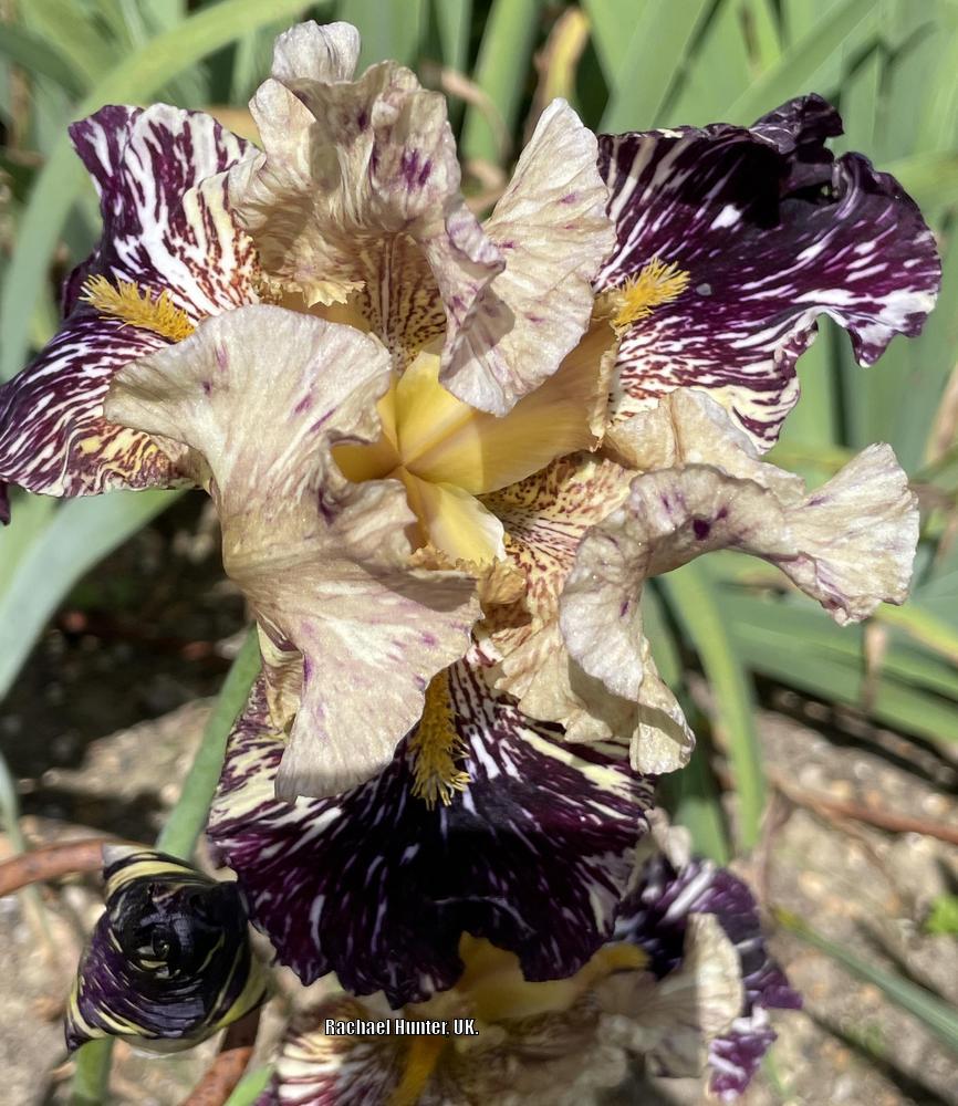 Photo of Tall Bearded Iris (Iris 'Grape Snakez') uploaded by RachaelHunter