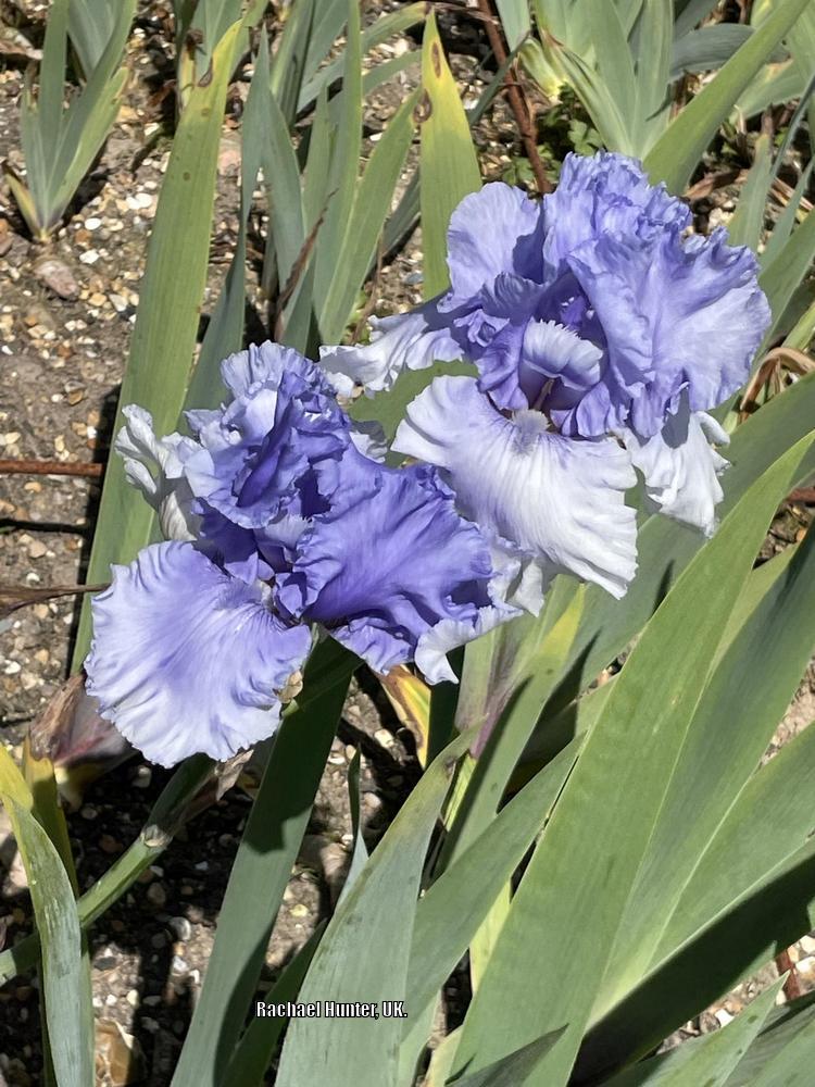 Photo of Tall Bearded Iris (Iris 'Cascade Springs') uploaded by RachaelHunter