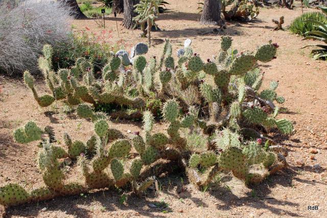 Photo of Engelmann's Prickly Pear Cactus (Opuntia engelmannii) uploaded by RuuddeBlock