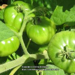 Location: Aberdeen, NC
Date: June 10, 2022
Celebrity tomatoes #5vg, LHB p. 869, 178-2- "Greek for wolf peach