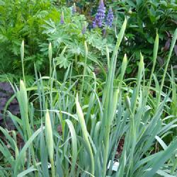 Location: Eagle Bay, New York
Date: 2022-06-11
Siberian Iris (Iris 'Butter and Sugar'), buds forming