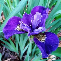 Location: Eagle Bay, New York
Date: 2022-06-11
Siberian Iris (Iris 'Shaker's Prayer') in bloom