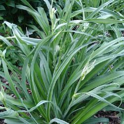 Location: Eagle Bay, New York
Date: 2022-06-11
Daylily (Hemerocallis 'Dewy Sweet') foliage and new scapes