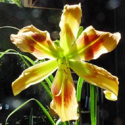Location: Philo, California
Date: 2022-06-11
1st daylily bloom of the 2022 season - here in N.CA