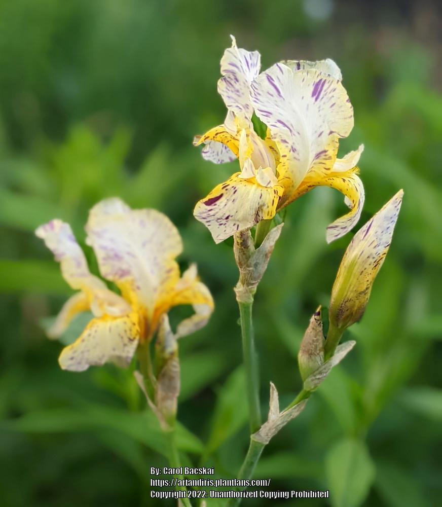 Photo of Border Bearded Iris (Iris 'Minnesota Mixed-Up Kid') uploaded by Artsee1