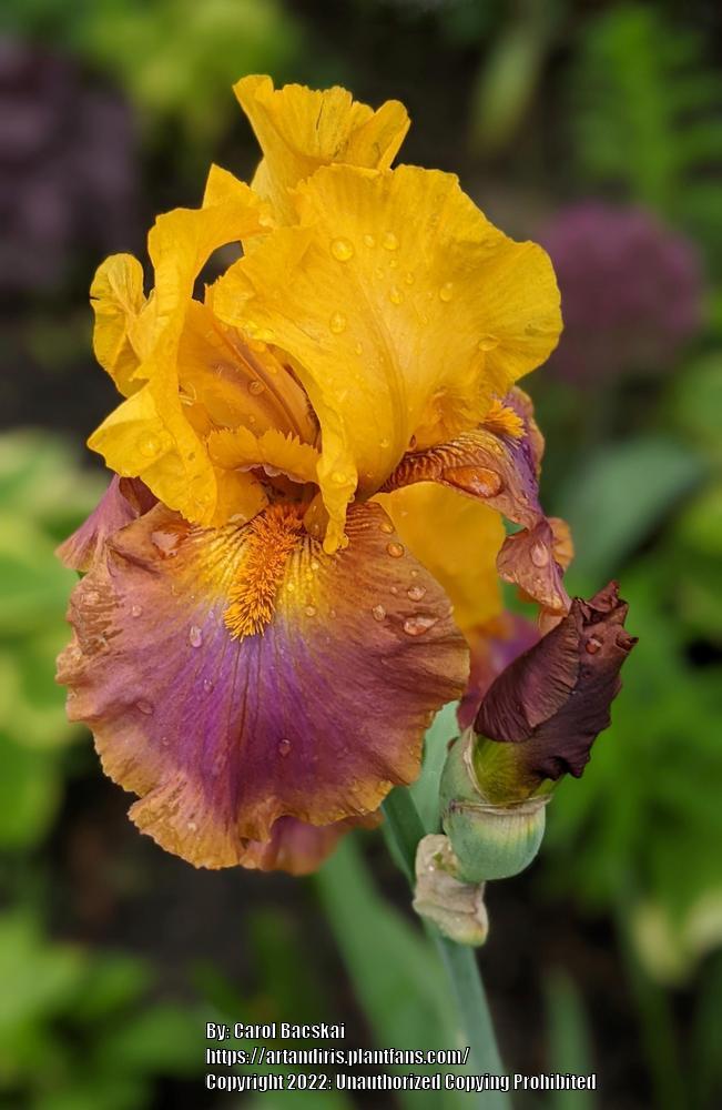 Photo of Tall Bearded Iris (Iris 'Megabucks') uploaded by Artsee1