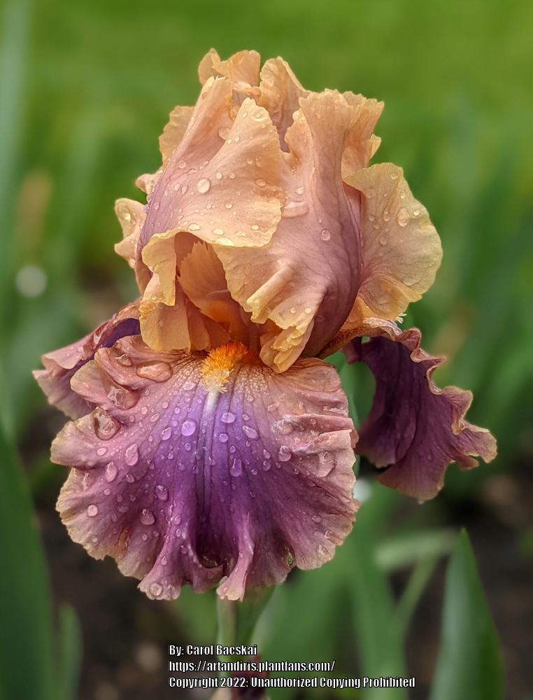 Photo of Tall Bearded Iris (Iris 'Chasing Rainbows') uploaded by Artsee1