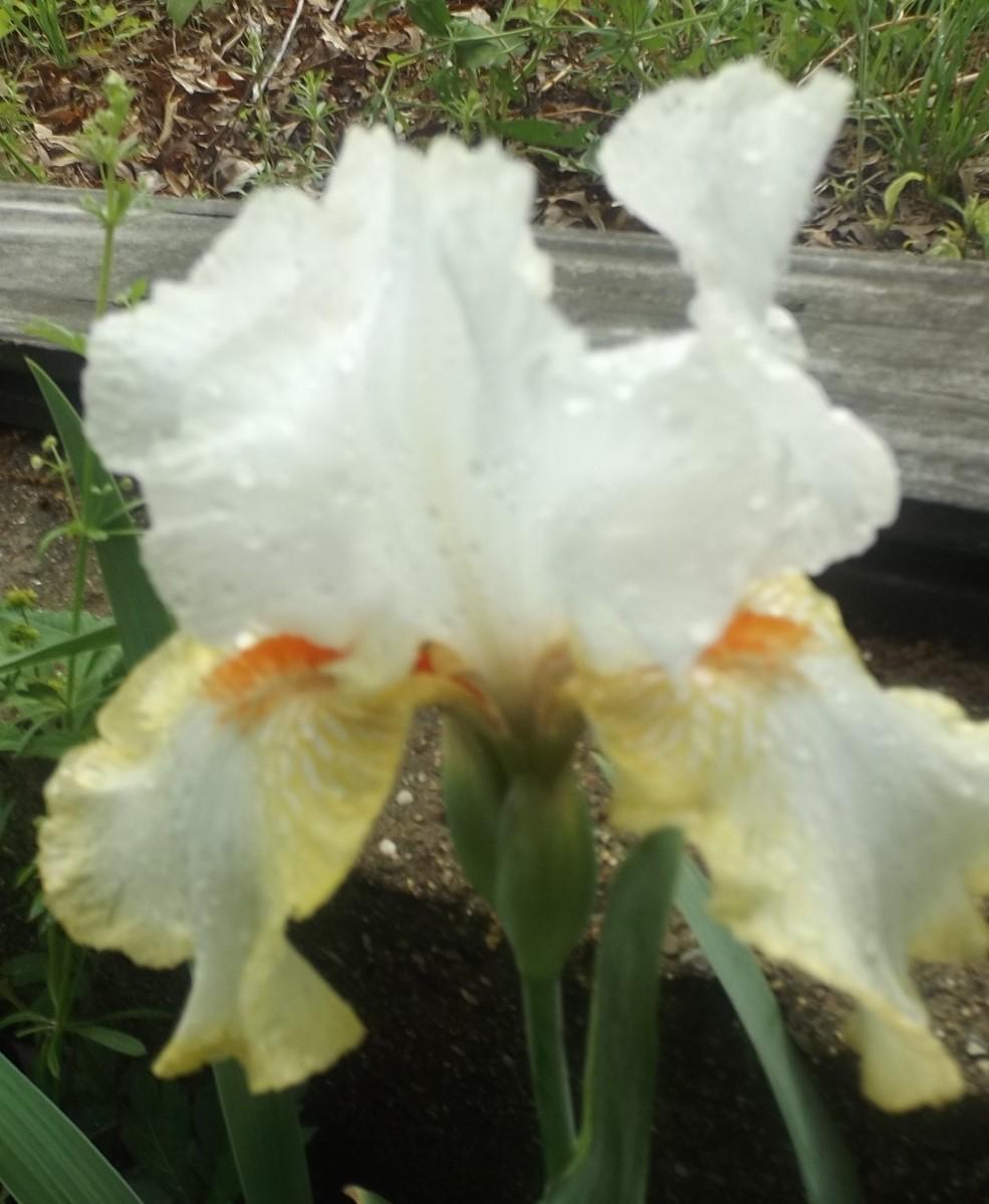 Photo of Tall Bearded Iris (Iris 'Halloween Halo') uploaded by DonnaKribs