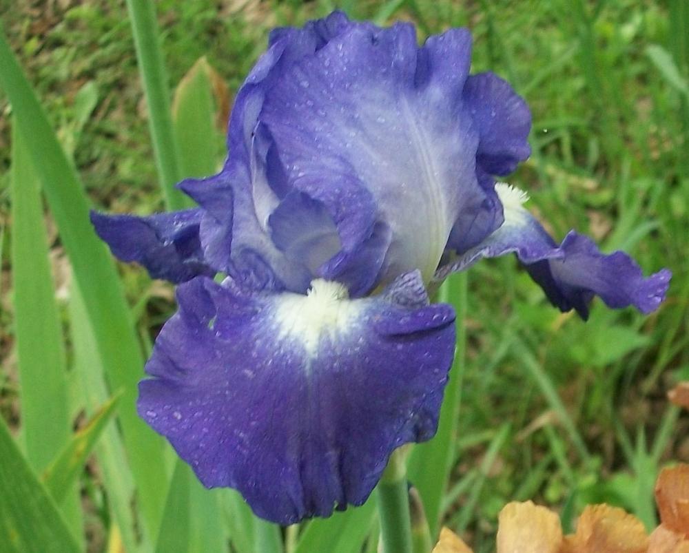 Photo of Tall Bearded Iris (Iris 'City Lights') uploaded by DonnaKribs