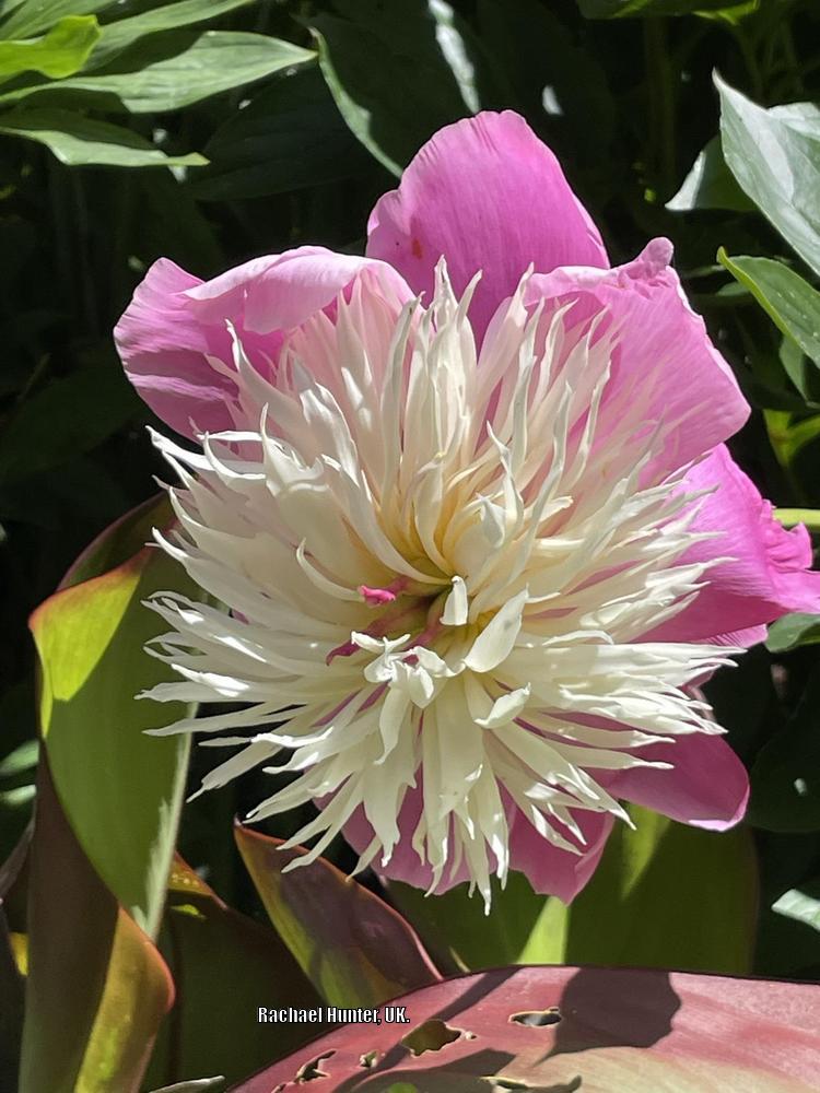 Photo of Peony (Paeonia lactiflora 'Bowl of Beauty') uploaded by RachaelHunter