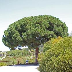 Location: Botanical garden of Barcelona (Spain)
Date: 2022-04-16