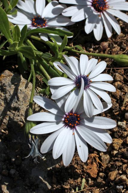 Photo of African Daisy (Osteospermum ecklonis) uploaded by RuuddeBlock