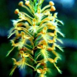 Location: Southern Pines, NC (Fort Bragg reservation)
Date: June 10, 1984
Orange-fringed Orchid #221 (Vintage #3); RAB page 339, 49-3-14; L