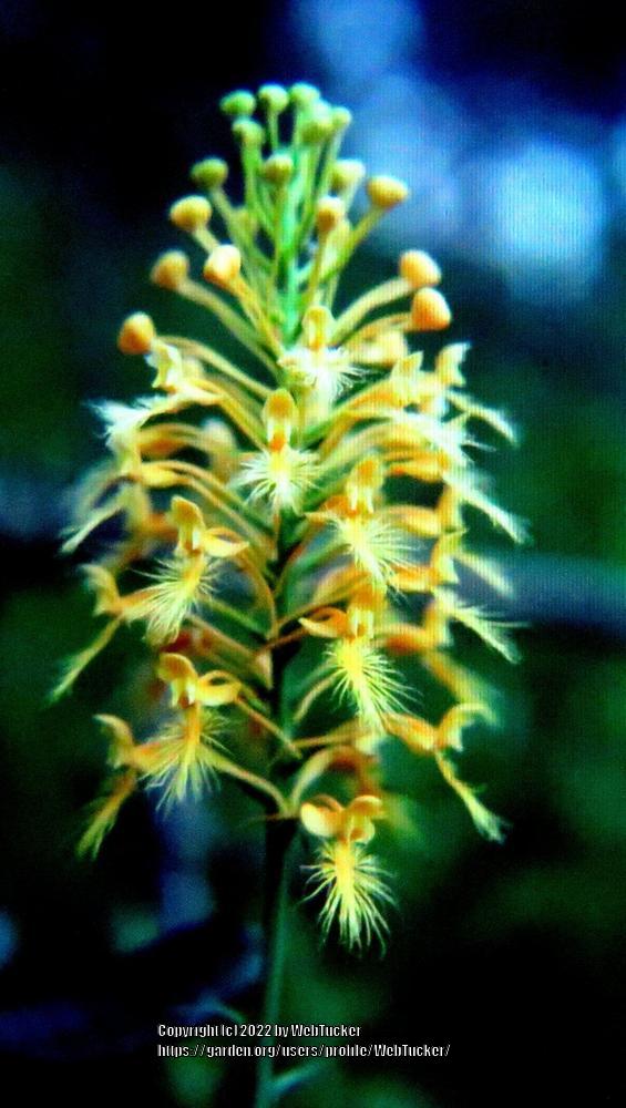 Photo of Yellow Fringed Orchid (Platanthera ciliaris) uploaded by WebTucker