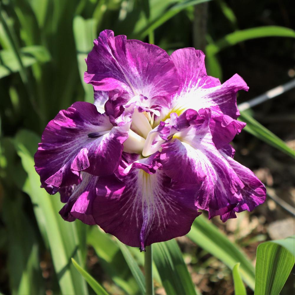 Photo of Japanese Iris (Iris ensata 'Lion King') uploaded by blue23rose