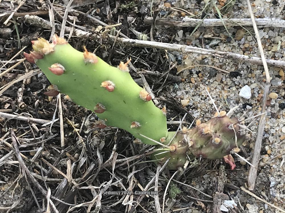 Photo of Prickly Pears (Opuntia) uploaded by sedumzz