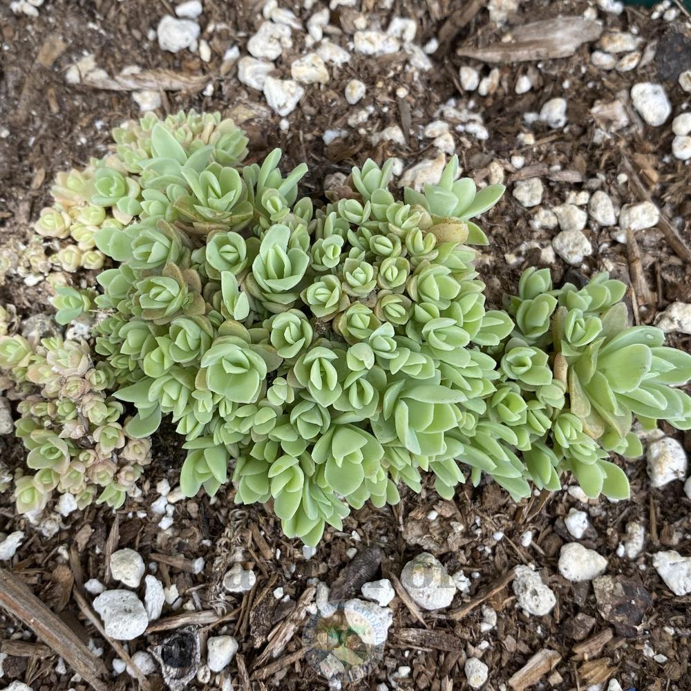 Photo of Dunce Cap (Orostachys 'Jade Mountain') uploaded by springcolor
