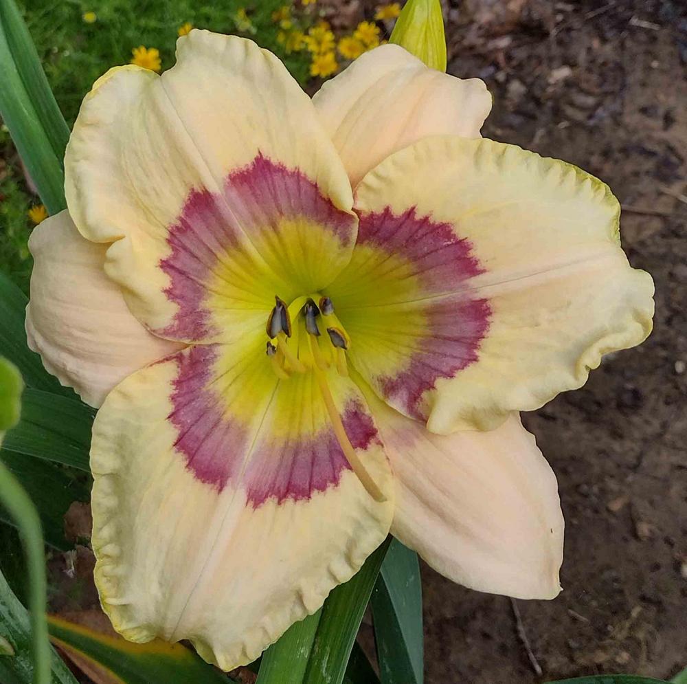 Photo of Daylily (Hemerocallis 'Lavender Rainbow') uploaded by Bloombuddie