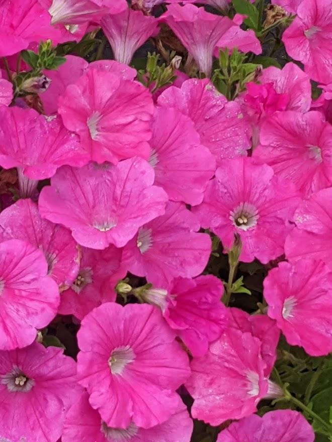 Photo of Multiflora Spreading/Trailing Petunia (Petunia Easy Wave® Pink ) uploaded by Joy