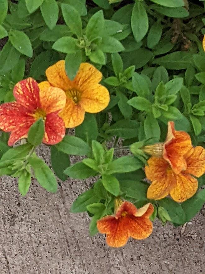 Photo of Million Bells (Calibrachoa Can-Can® Terracotta) uploaded by Joy