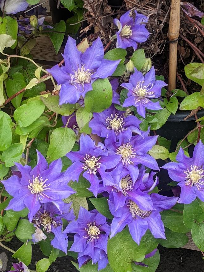 Photo of Clematis Olympia™ uploaded by Joy