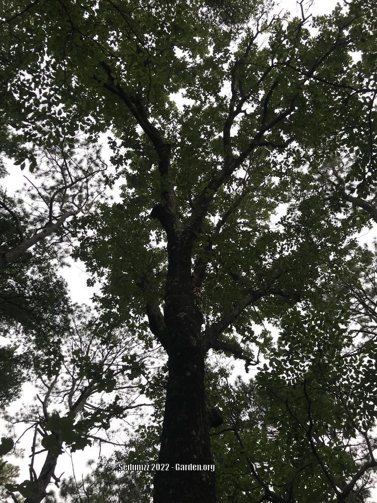 Photo of Blackjack Oak (Quercus marilandica) uploaded by sedumzz