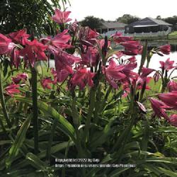 Location: My garden in Tampa, Florida
Date: 2022-06-12
My Crinum lilies are thriving and smell great!