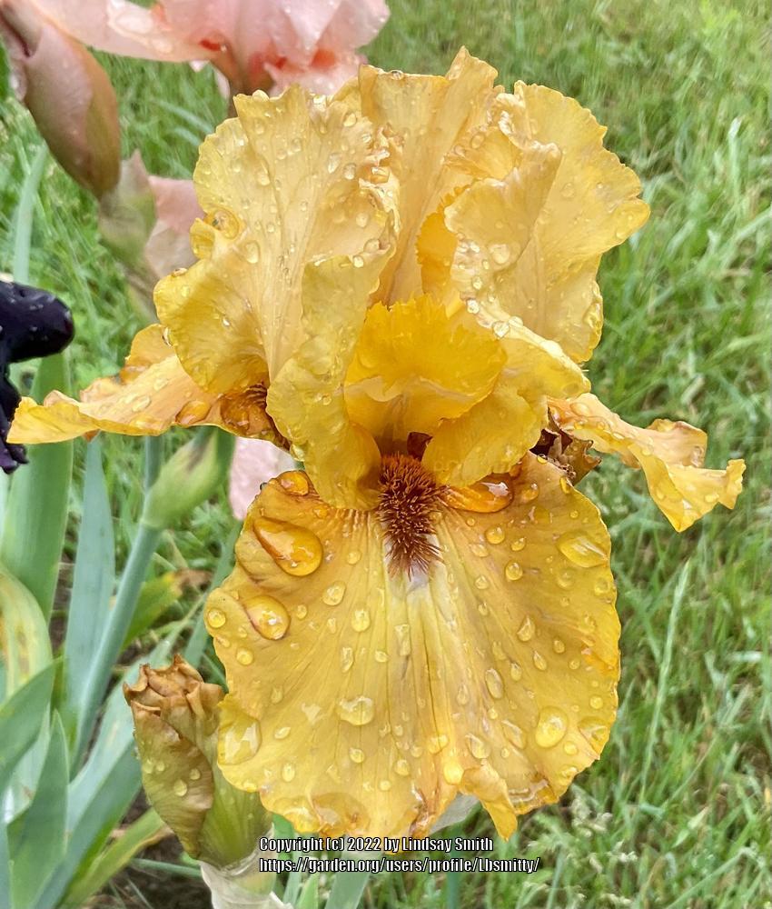 Photo of Tall Bearded Iris (Iris 'Virginia Rudkin') uploaded by Lbsmitty