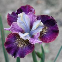 Location: My garden near Houghton Lake, MI
Date: 2022-06-13
Newly opened flower.