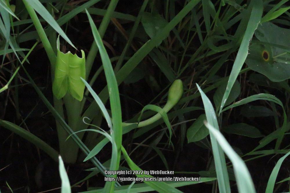 Photo of Green Arrow Arum (Peltandra virginica) uploaded by WebTucker