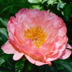 Location: Eagle Bay, New York
Date: 2022-06-13
Peony (Paeonia 'Coral Sunset')