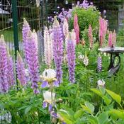 Russell Lupine (Lupinus regalis) mixed colours
