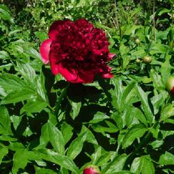 Location: Eagle Bay, New York
Date: 2022-06-13
Peony (Paeonia 'Red Charm'), leaves, buds and bloom