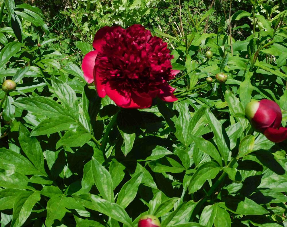Photo of Peony (Paeonia 'Red Charm') uploaded by adknative