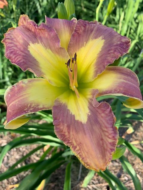 Photo of Daylily (Hemerocallis 'Jungle Queen') uploaded by jkporter
