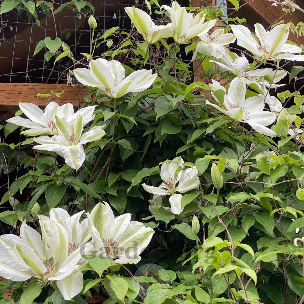 Photo of Clematis 'Miss Bateman' uploaded by springcolor